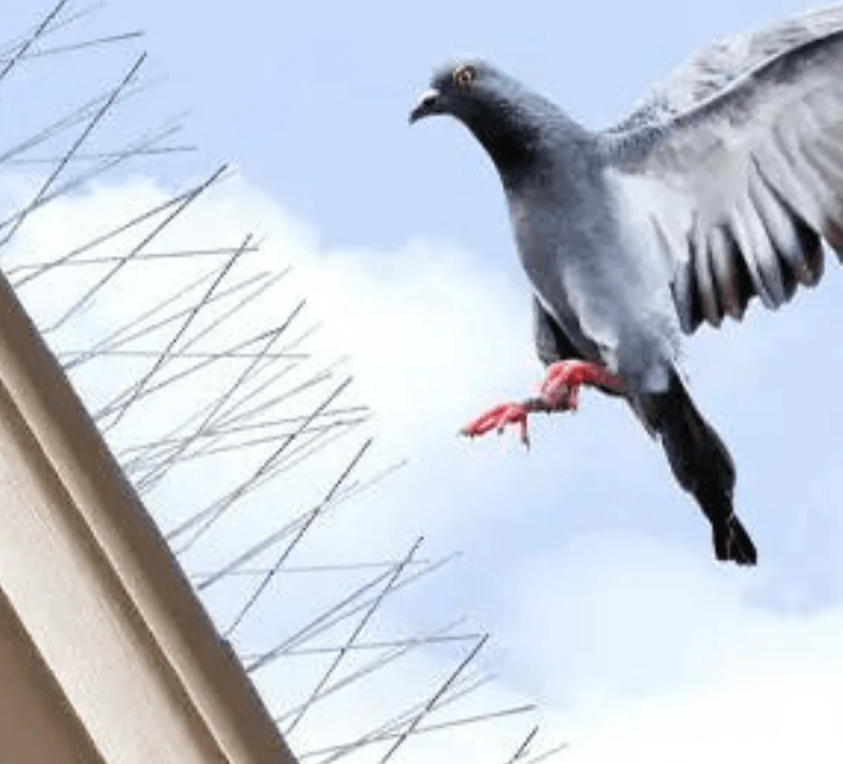 Bird Control Service 2 Bird Control Services in Dubai